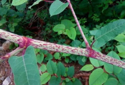 草留视频,揭秘自然之美与生态和谐